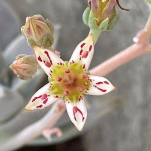 Meet your Posher, Shirley.